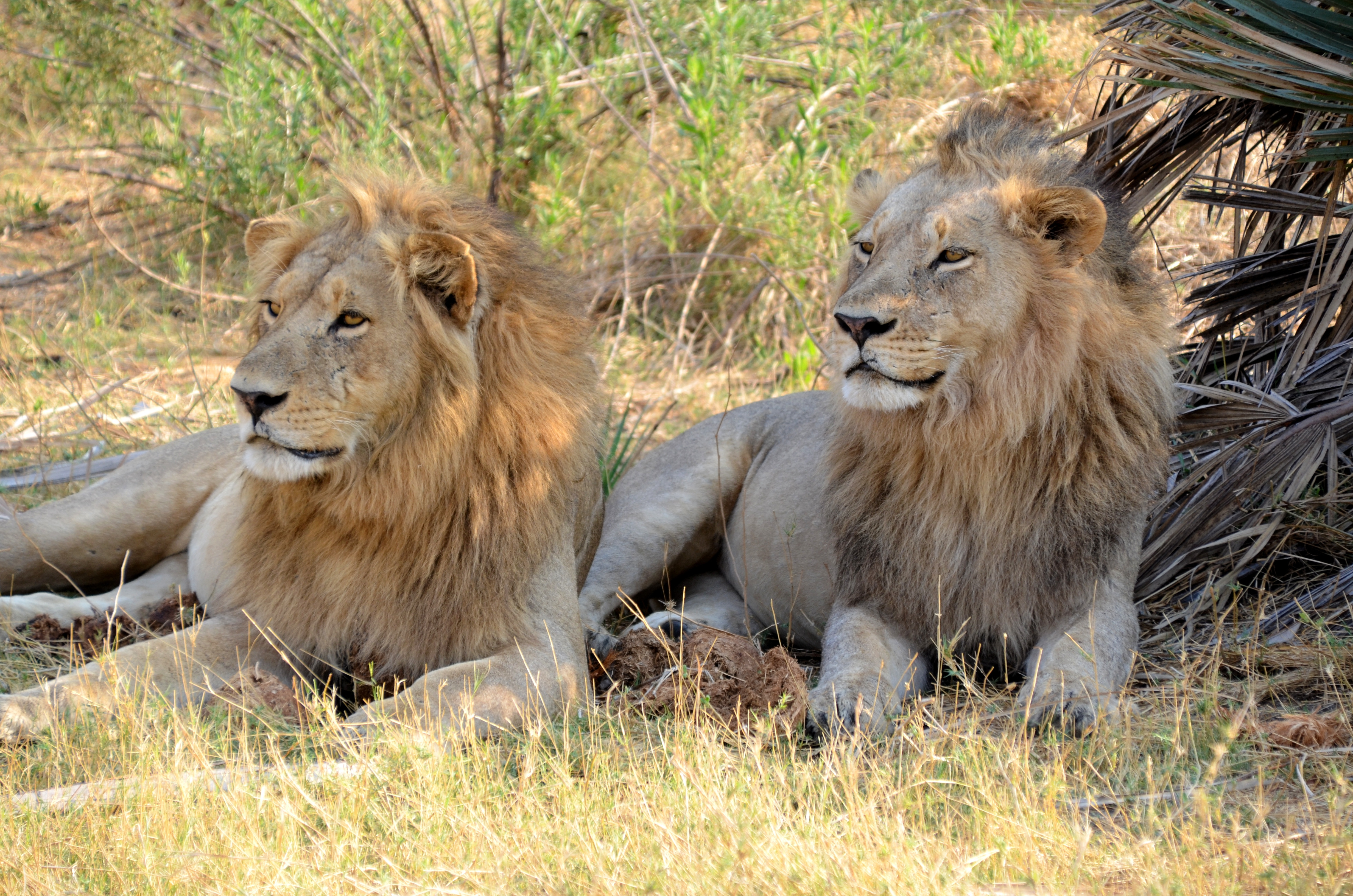 Botswana & Viktoriafälle