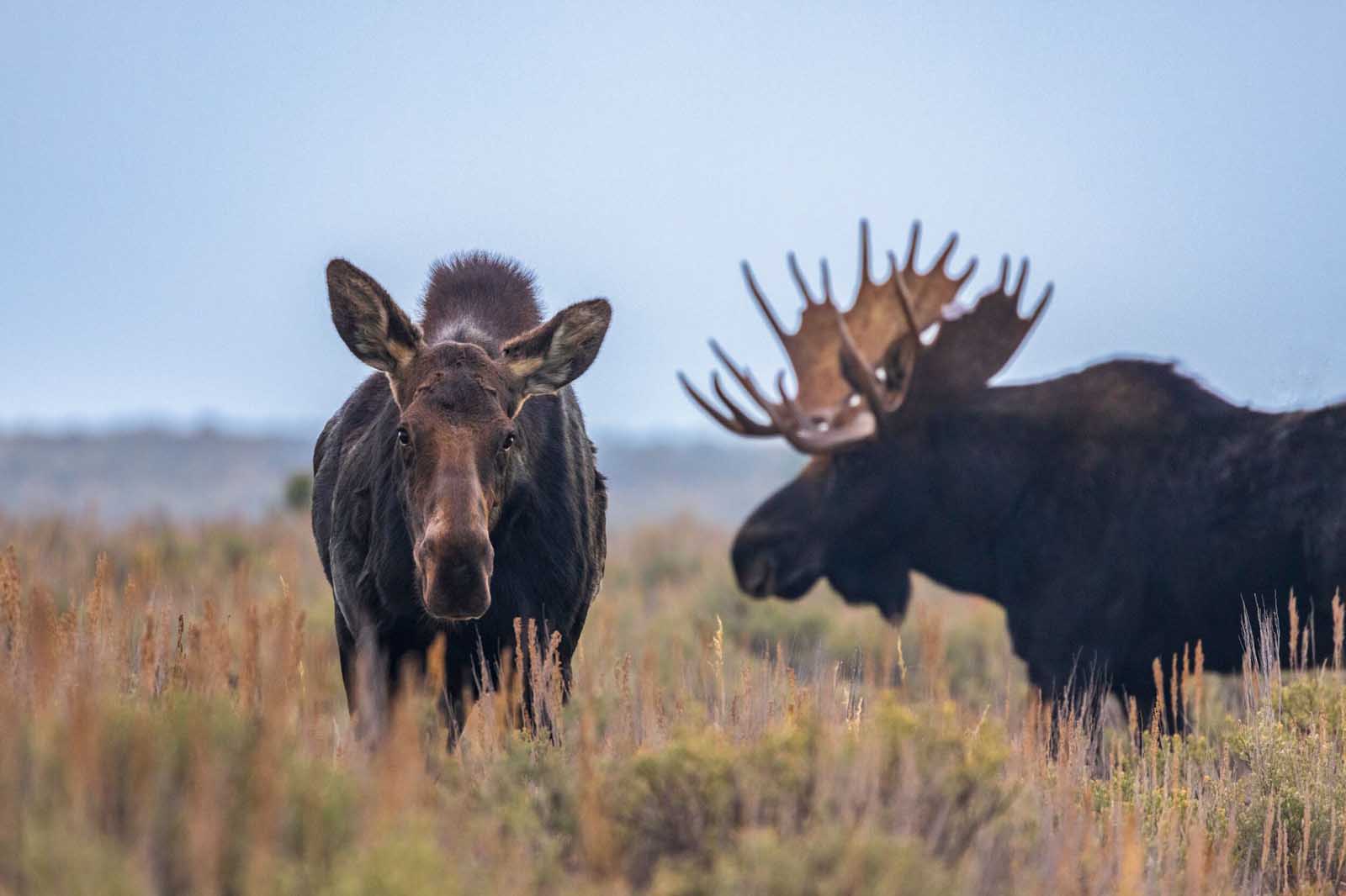 Elchfamilie Grand Teton Nationalpark.cr2500x1665 0x0